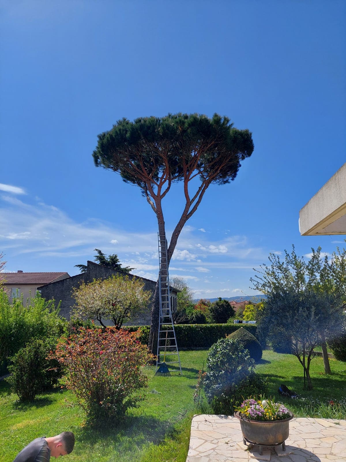 elagage branches d'arbres à Vernon