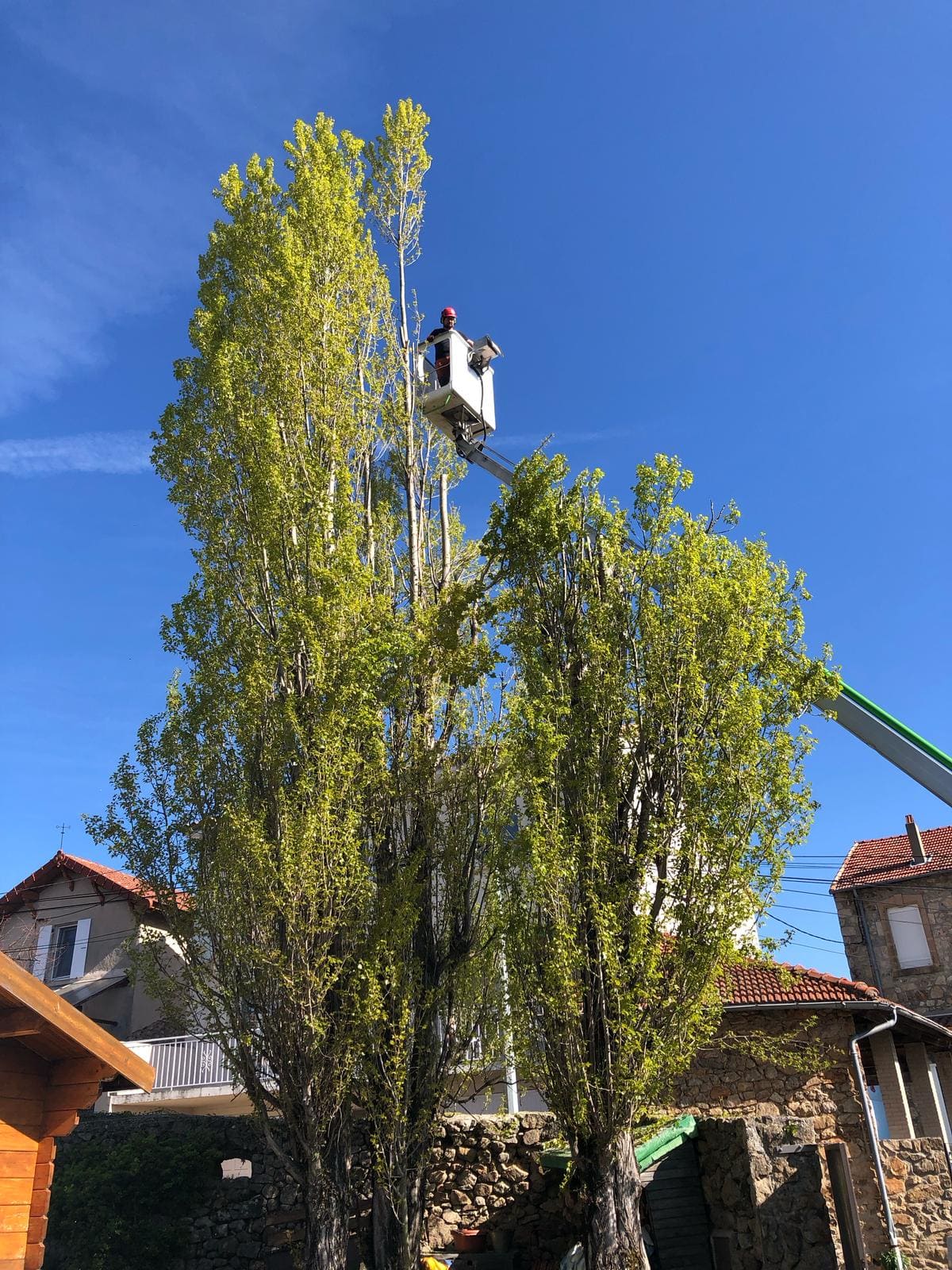 elagage d'un arbre à vernon