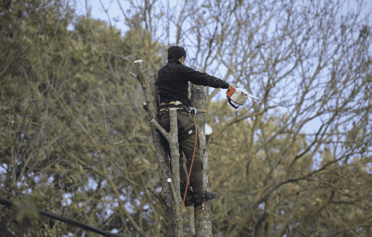 elagage d'un arbre à vernon