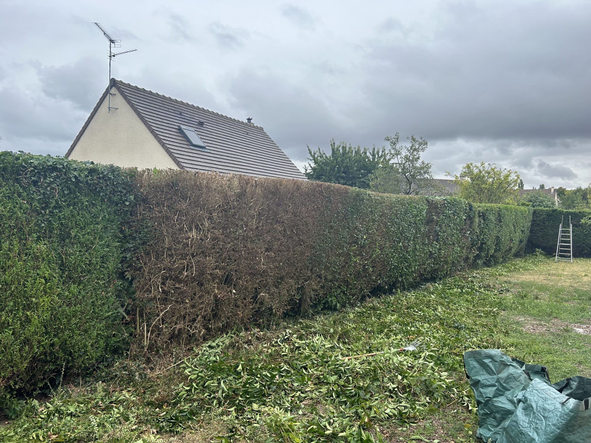 Taille de haie Sannerville